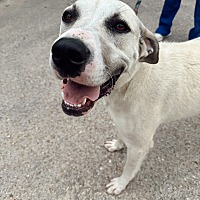 adopt a pet