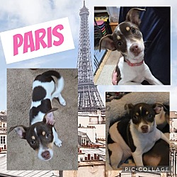 Thumbnail photo of Paris #1