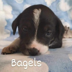 Thumbnail photo of Bagels #2