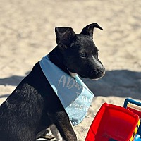 adopt a pet