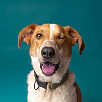 adopt-pet