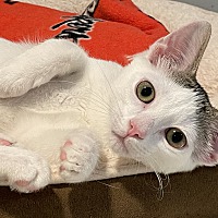 adopt a pet
