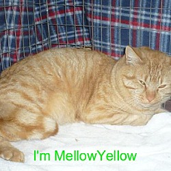 Thumbnail photo of Mellow Yellow #1