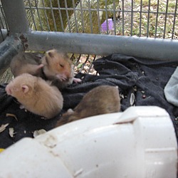 Thumbnail photo of Hamsters(6) #1