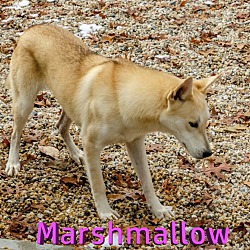 Thumbnail photo of Marshmallow #3