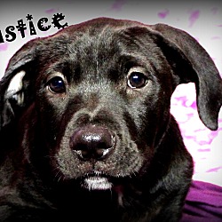 Thumbnail photo of Justice~adopted! #3