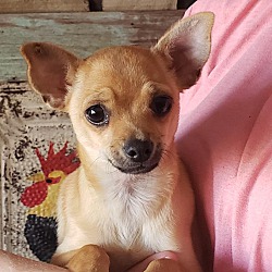 8 year old chihuahua mix available for adoption in NYC area : r/rescuedogs