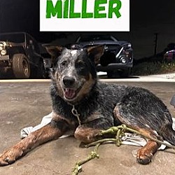 Photo of Miller