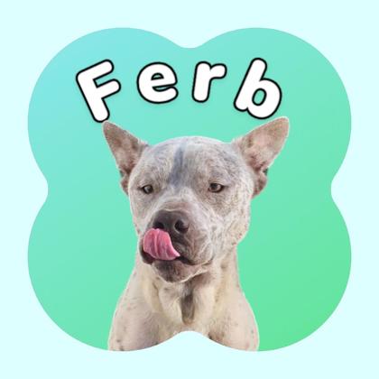 Photo of Ferb