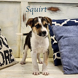 Photo of Squirt