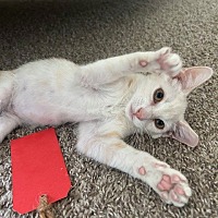 adopt-pet