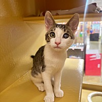 adopt a pet