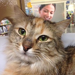 Thumbnail photo of Bianca the lap cat #4