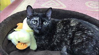 Adopt A Pet Petsmart Charities