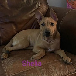 Thumbnail photo of Shelia #4