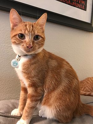 Orange top tabby girl