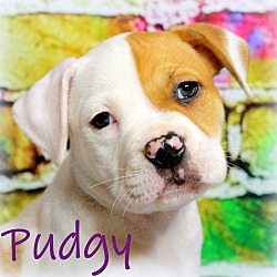 Thumbnail photo of Pudgy~adopted! #1