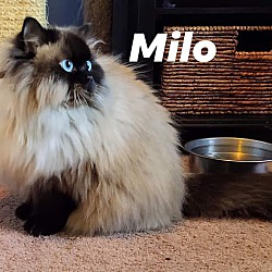 Thumbnail photo of Otis & Milo #2