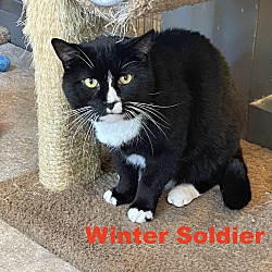Photo of Winter Soldier