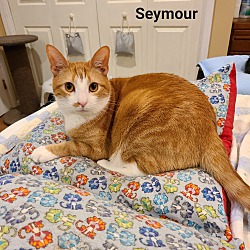 Thumbnail photo of Seymour #3