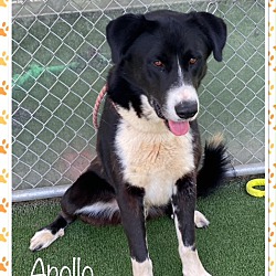 Thumbnail photo of APOLLO (reclaimed) #3