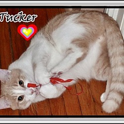 Thumbnail photo of Tucker, Teddy (bonded brothers) #3