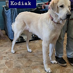 Thumbnail photo of Kodiak #2