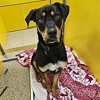 adopt a pet