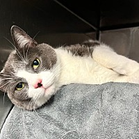 adopt a pet