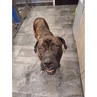 Adopt A Pet :: Bronx - Jackson, MI