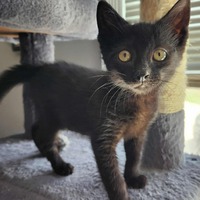 adopt-pet