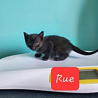 adopt-pet