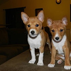 Photo of Basenji puppies