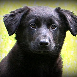 Thumbnail photo of Lennox~adopted! #1