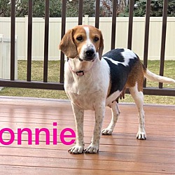 Thumbnail photo of Bonnie #2