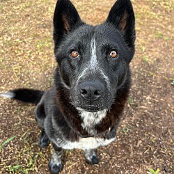 Photo of Juniper