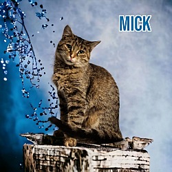 Thumbnail photo of Mick (Fleetwood) #3