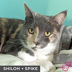 Thumbnail photo of Shiloh (bonded with Spike) #1
