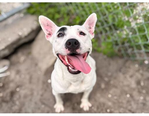 Land OLakes FL American Pit Bull Terrier Meet PRETTY GIRL a Pet 