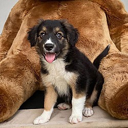 Thumbnail photo of Three Bear Pups - Middle Bear - Adopted! #3