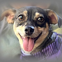 adopt a pet