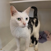 CORNELIA KERNELTON - Domestic Shorthair available for adoption