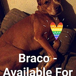 Photo of Braco