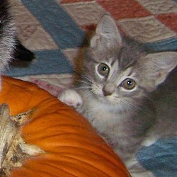 Thumbnail photo of Gwenie-Stunning Sept kitten #1