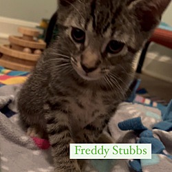 Photo of Freddy Stubbs
