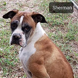 Thumbnail photo of Sherman #3