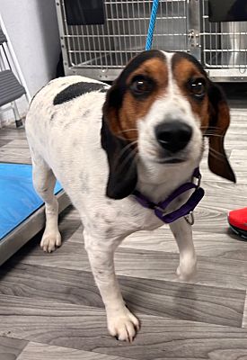 Fort Myers, FL - Beagle. Meet Momo a Pet for Adoption - AdoptaPet.com