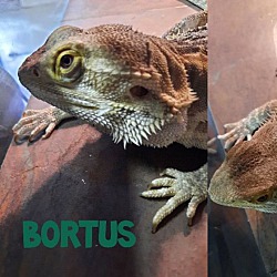 Thumbnail photo of Bortus - a long-term resident! #2