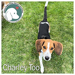 Photo of Charley Too