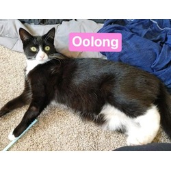 Thumbnail photo of Oolong #2